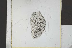 Plane Polarized, S23983