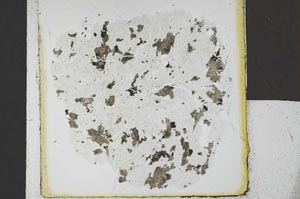 Plane Polarized, S23988