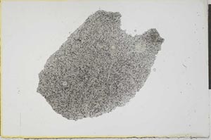 Plane Polarized, S24020