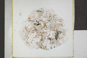 Plane Polarized, S24056