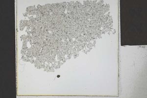 Plane Polarized, S24101