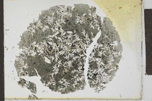 Plane Polarized, S24238