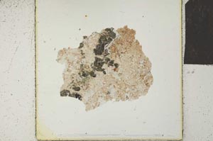 Plane Polarized, S24241