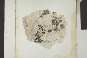 Plane Polarized, S24242