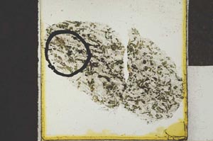 Plane Polarized, S24246