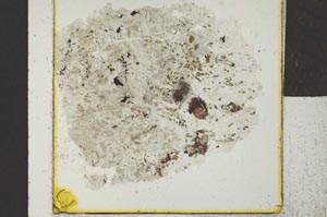 Plane Polarized, S24250
