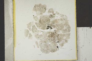 Plane Polarized, S24252