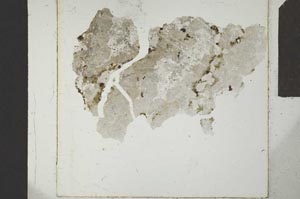 Plane Polarized, S24253
