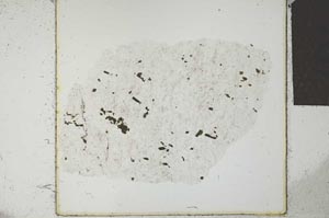 Plane Polarized, S24259