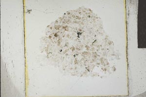Plane Polarized, S24266