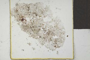 Plane Polarized, S24267