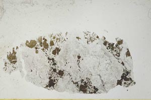 Plane Polarized, S24270