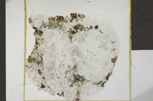 Plane Polarized, S24273