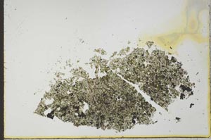 Plane Polarized, S24313