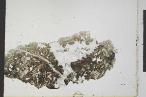 Plane Polarized, S24342