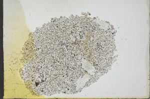 Plane Polarized, S24433