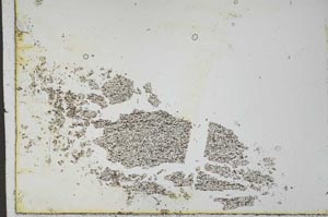 Plane Polarized, S24485