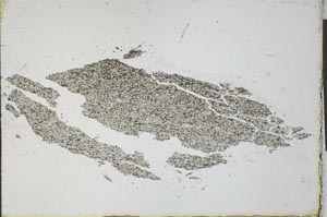 Plane Polarized, S24486