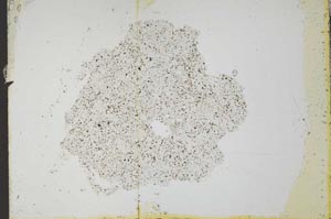 Plane Polarized, S24487