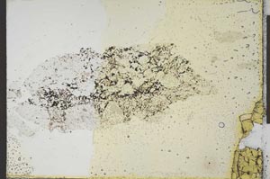 Plane Polarized, S24488