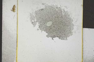 Plane Polarized, S24495