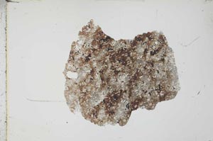 Plane Polarized, S24514