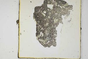 Plane Polarized, S24533