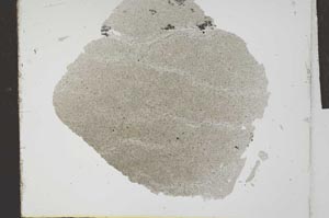 Plane Polarized, S24535