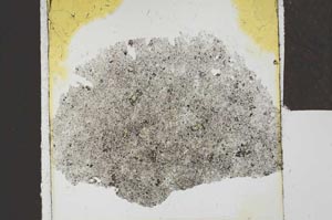 Plane Polarized, S24541