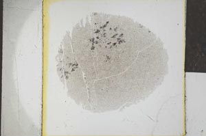 Plane Polarized, S24552