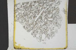 Plane Polarized, S24559