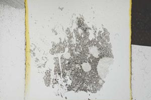 Plane Polarized, S24561