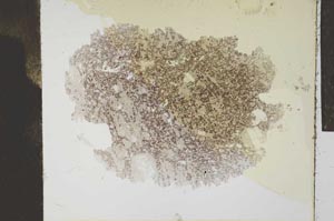 Plane Polarized, S24565