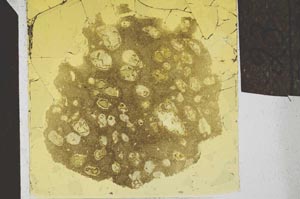 Plane Polarized, S24574