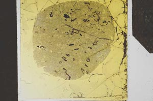 Plane Polarized, S24579