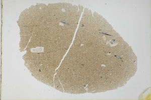 Plane Polarized, S24587/A