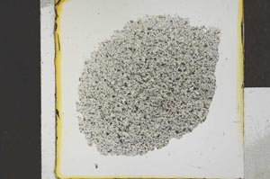 Plane Polarized, S24593