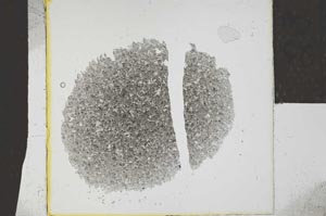 Plane Polarized, S24595
