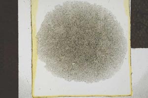 Plane Polarized, S24610