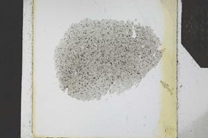 Plane Polarized, S24642
