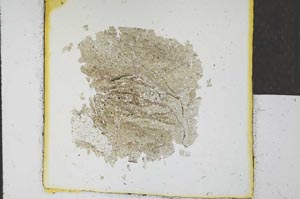 Plane Polarized, S24670