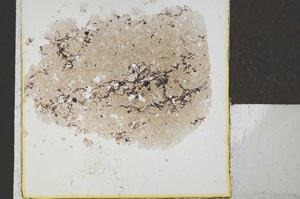 Plane Polarized, S24674