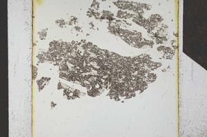 Plane Polarized, S24676
