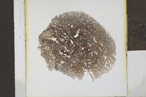 Plane Polarized, S24679