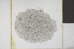 Plane Polarized, S24681