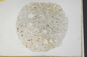 Plane Polarized, S24684/A