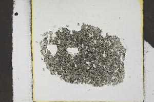 Plane Polarized, S24687