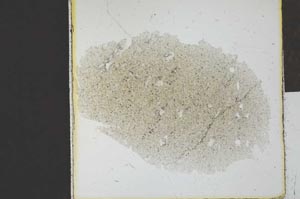 Plane Polarized, S24697