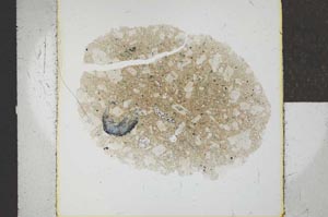 Plane Polarized, S24698