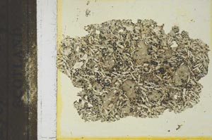 Plane Polarized, S24773